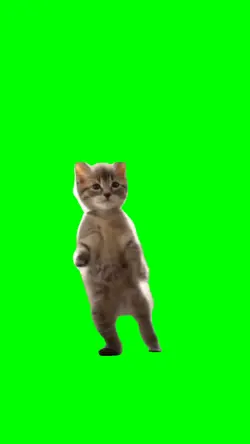 Kitten Dancing