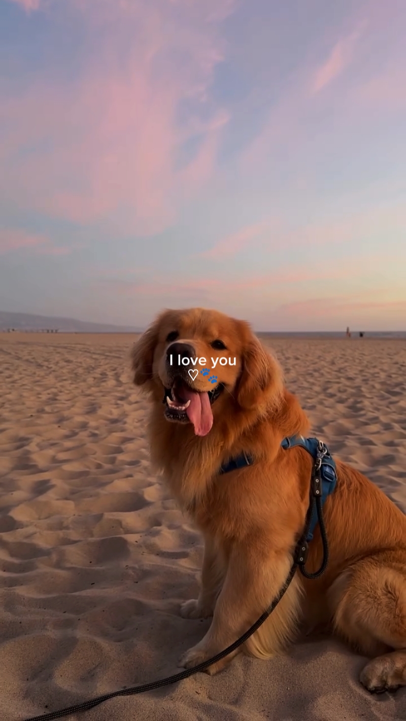 Te amo perro