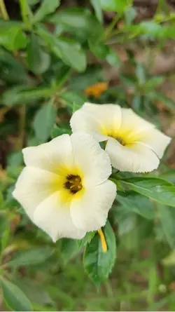 ดอกไม้สีทอง