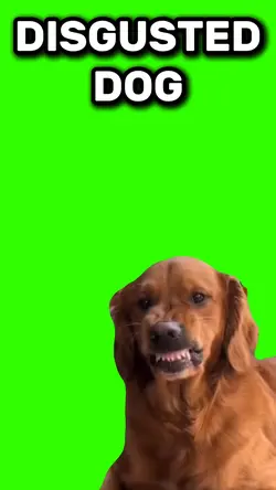 Disgusted dog