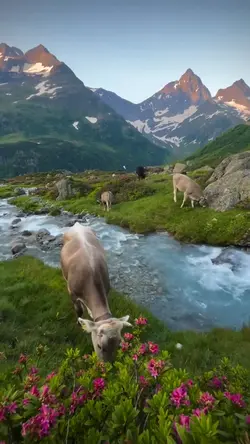 green mountains 