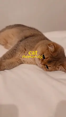cat memories
