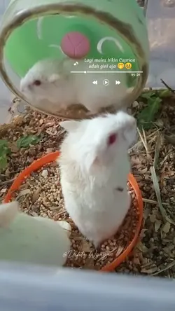 Hamster Lucu