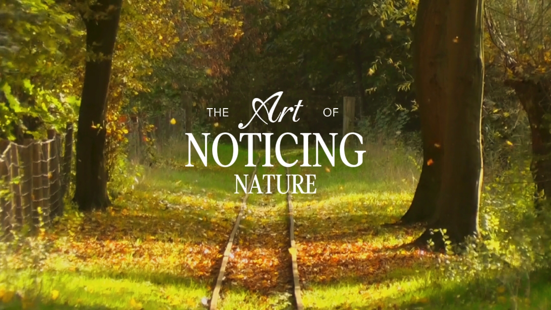 noticing nature