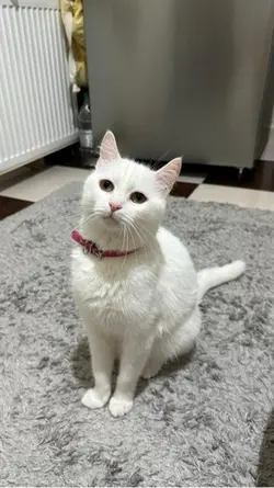 Kedi yapay zeka 