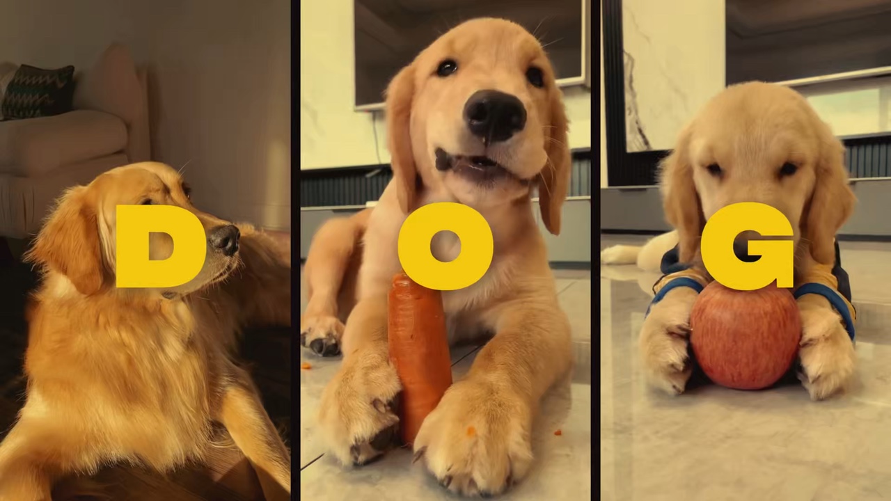 Plantillas de perros