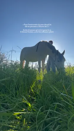 Anniversaire cheval