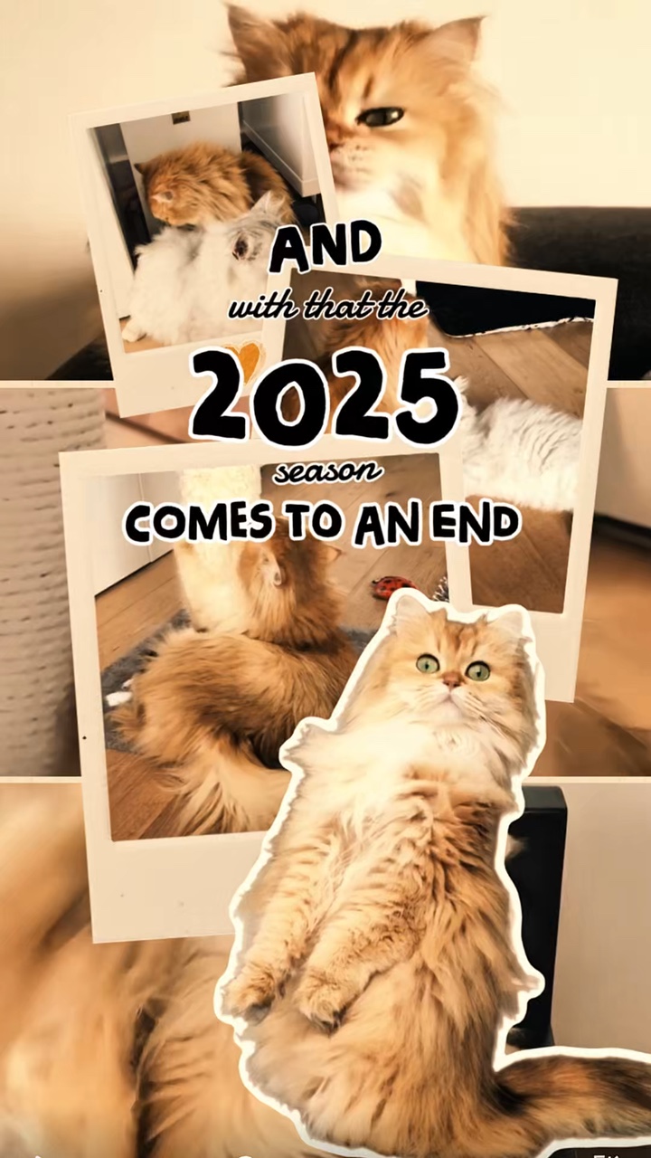2025 Recap ng Pusa 