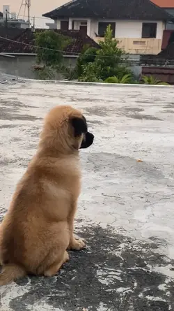 Dog Go To Heaven