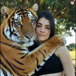 tiger hug