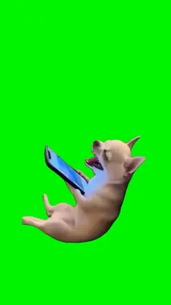 Dog laughing 