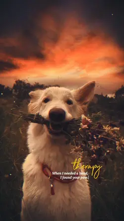 Dog Therapy🐶