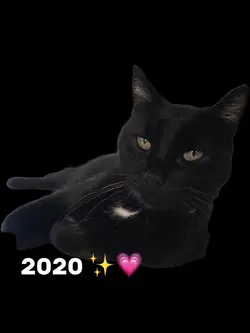 🕊️🕊️🕊️