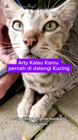 Kepekaan Kucing