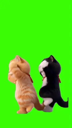 Cat/Gato