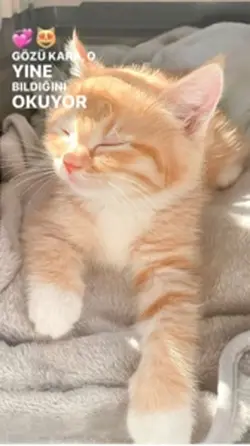 Kedi