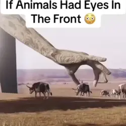 Eyes In The Front