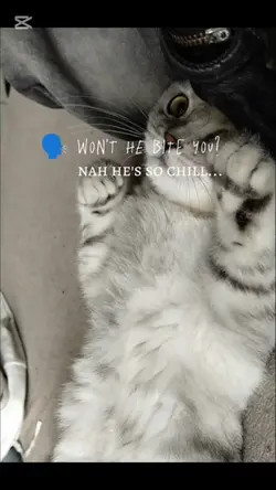 cute cat 