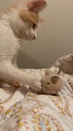 miaw miaw