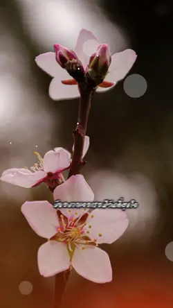 เพลงไทย