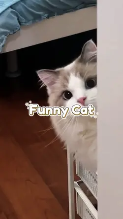 Funny Cat