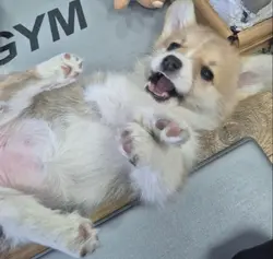 corgieee