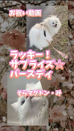 ラッキー!サプライズ バースデー