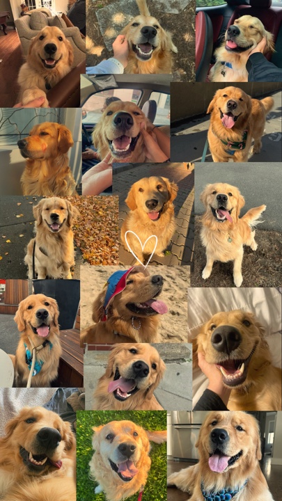 Mis mascotas 