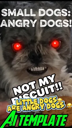 Small dog: Angry dog