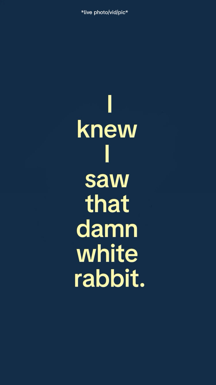 White rabbit 
