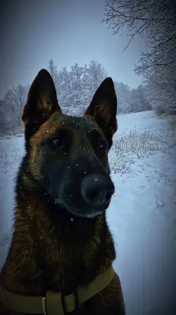 Dog Alpha Slowmo