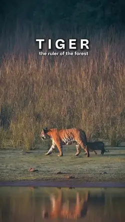 Tiger template