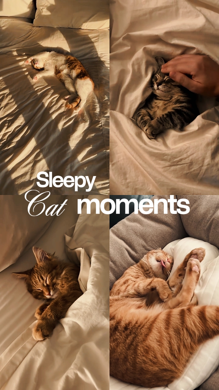 Momentos de Gato