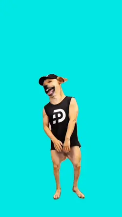 cachorro 