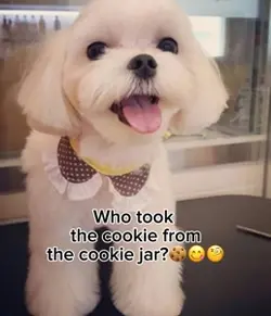 Who took the cookie🍪