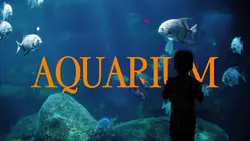 Aquarium Cinematic🏆
