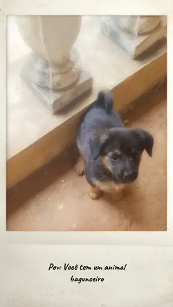Animais de estimação
