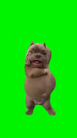 Cute Dog Dance