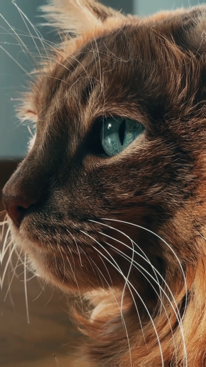 cinématique de chat 