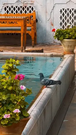 ایرانی ||ترندفارسی🇮🇷🪿