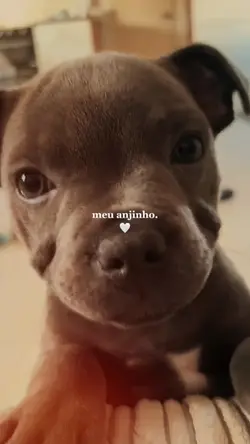 meu anjinho