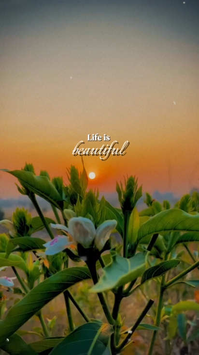la vie est belle 