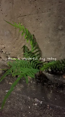 ใบเฟิร์นที่ข้างกำแพง