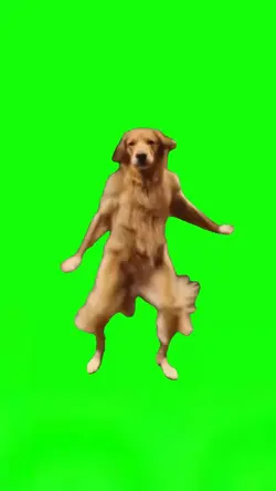 Dancing Dog Meme