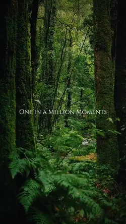 Nature Video Templat