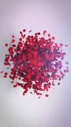 Portrait  petals