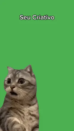 miau miau miau