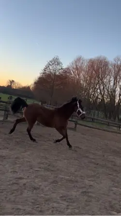 horse