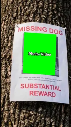 Missing Dog