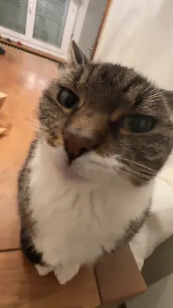 cat kiss x sayanggg